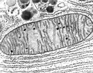 mitocondria.gif